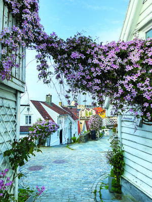 Gamle Stavanger - hvite trehus med blomster.